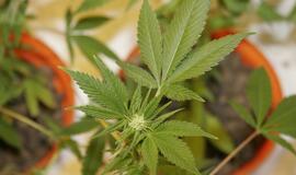 Demaskuota kanapių auginimo laboratorija