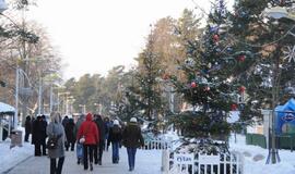 Palangoje - kalėdinių eglių alėja