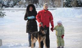 Palangoje - kalėdinių eglių alėja