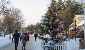 Palangoje - kalėdinių eglių alėja