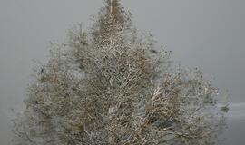 Originalios Klaipėdos pedagogų, darželinukų ir tėvelių eglutės