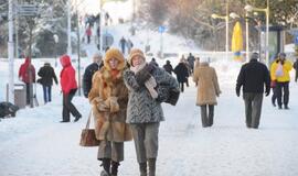 Palangoje - kalėdinių eglių alėja