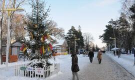 Palangoje - kalėdinių eglių alėja