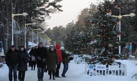 Palangoje - kalėdinių eglių alėja