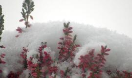 Klaipėda: VE.lt pristato sausio 28-osios įvykius