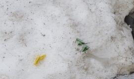 Tirpstančiame sniege - šiukšlių klodai