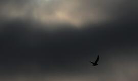 Pasaulyje - pirmasis šiais metais dalinis Saulės užtemimas