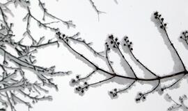 Sausio 29-oji: vardadieniai, dangaus kūnai, istorija