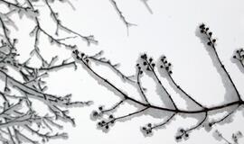 Sausio 31-oji: vardadieniai, dangaus kūnai, istorija