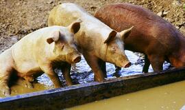 Taivanas: kiaulės bus pratinamos naudotis tualetu