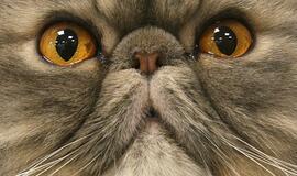 Tarp teismo prisiekusiųjų - ir katinas