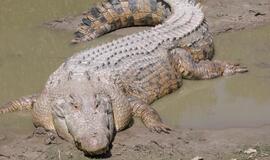 Vokiečius Australijoje teko gelbėti iš upės, kurioje knibždėjo krokodilai