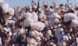 Medvilnės kaina šoktelėjo iki rekordinių  aukštumų