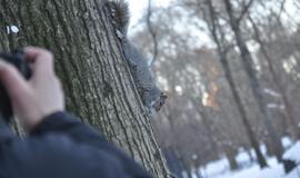 Niujorkas. Betoninė svajonė