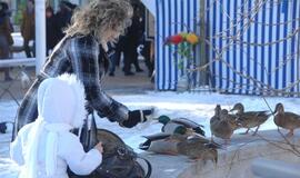 Palangoje - stintų ir ruonių šventė