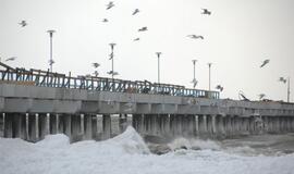 Palangoje - stintų ir ruonių šventė