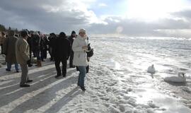 Palangoje - stintų ir ruonių šventė