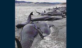 Prie Naujosios Zelandijos krantų nugaišo daugiau kaip 100 banginių