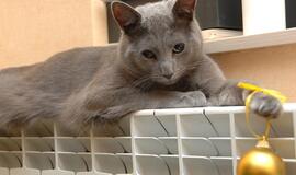 Valdžia: dėl sąskaitų už šilumą teisėtumo turi spręsti teismas