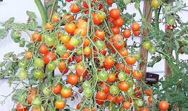 Gidas daržovių augintojui