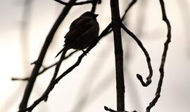 Klaipėda: VE.lt pristato kovo 21-osios įvykius