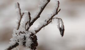 Klaipėda: VE.lt pristato kovo 4-osios įvykius