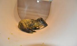 Jūrų muziejuje gimė du ruoniukai