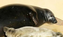 Jūrų muziejuje gimė du ruoniukai