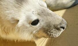 Jūrų muziejuje gimė du ruoniukai