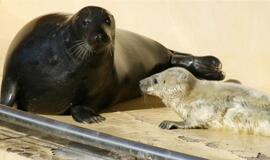 Jūrų muziejuje gimė du ruoniukai