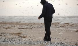 Jūros pakrantėje Smiltynėje - daugybė negyvų žuvų