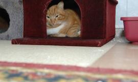 Rekonstruotos gyvūnų prieglaudos "5 pėdutės" atidarymas