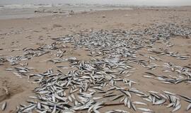 Smiltynės paplūdimį nuklojo negyvos žuvys