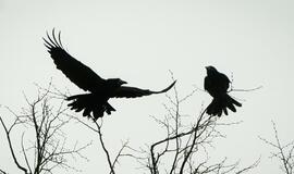 Balandžio 8-oji: vardadieniai, dangaus kūnai, istorija