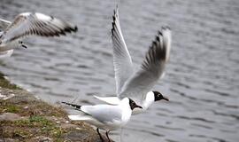 Klaipėda: VE.lt pristato balandžio 21-osios įvykius