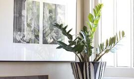 Kokie augalai neša į namus laimę ir sėkmę?