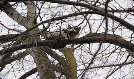 Niekas nenorėjo nukelti medyje įstrigusio katino