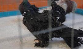 Balandžių paroda "Akropolyje"