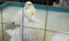 Balandžių paroda "Akropolyje"