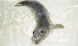 Jūrų muziejuje - dar vienas ruoniukas