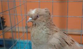 Balandžių paroda "Akropolyje"