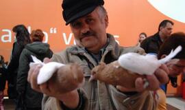 Balandžių paroda "Akropolyje"