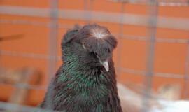 Balandžių paroda "Akropolyje"