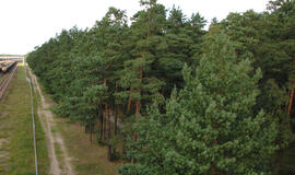 Dalia Grybauskaitė: Miškų įstatymas turi tarnauti valstybės interesams