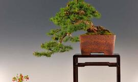 Į Vilnių kviečia japoniškų menų festivalis