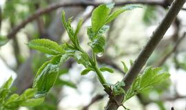 Klaipėda: VE.lt pristato gegužės 3-osios įvykius