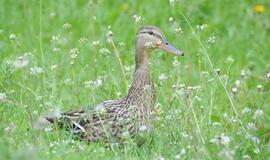 Klaipėda: VE.lt pristato gegužės 31-osios įvykius