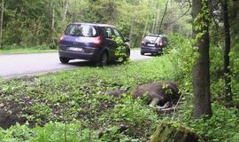 Kelyje į Girulius krito briedis