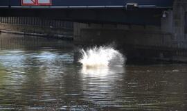 Girti jaunuoliai šokinėjo nuo Biržos tilto