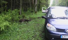 Kelyje į Girulius krito briedis